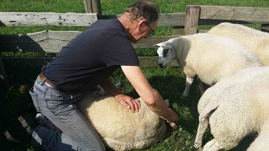 ruud bakker Texelaars klemat